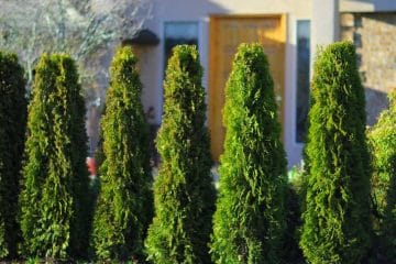 Our Cedar Tree Varieties