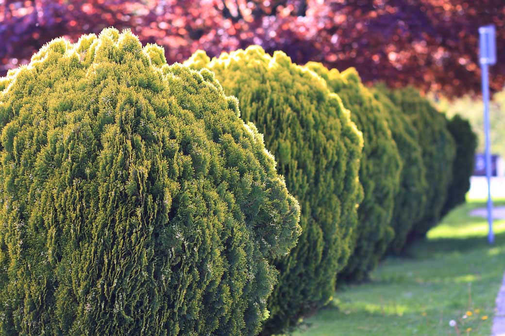 Fraser Valley Cedars