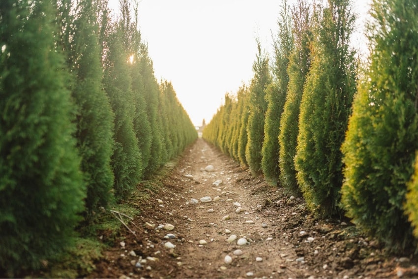 Fraser Valley Cedars Our Fields