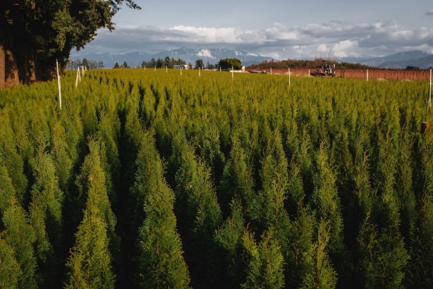 Our Fields Fraser Valley Cedars