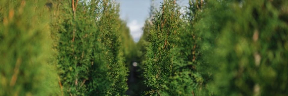 fields adult trees Fraser valley cedars