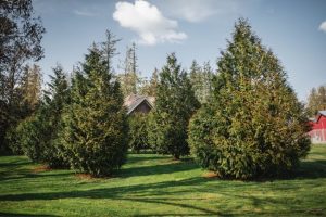 landscaping trees fraser valley cedars min