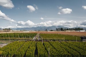 our fields trees fraser valley cedars min