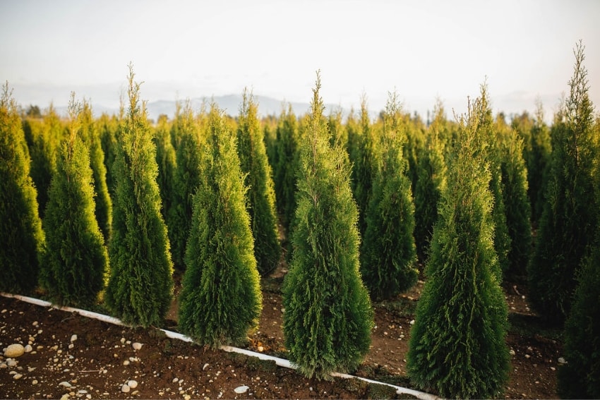 trees fraser valley cedars fields min