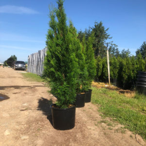 FVC fraser valley cedar emerald 5ft 01