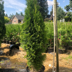 FVC fraser valley cedar emerald 6ft 01