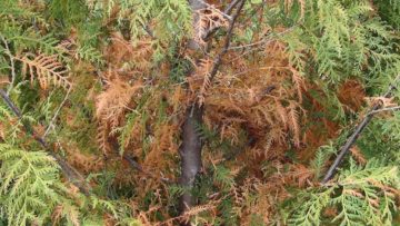 cedar hedge flagging Fraser Valley cedars