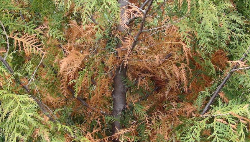cedar hedge flagging Fraser Valley cedars