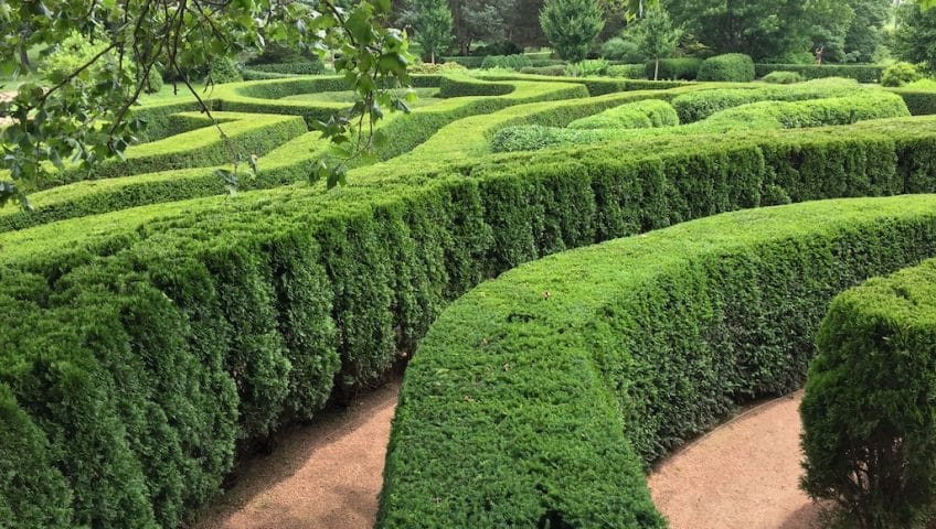 Dying Cedar hedge maze in a public garden