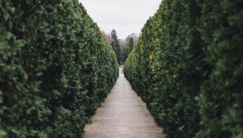 Tall cedar hedges growing thicker