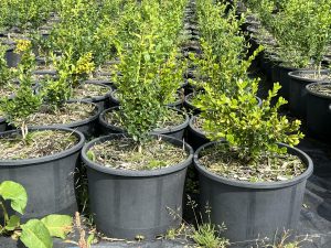 Boxwood 1' 5gal Boxwood 1' 5gal