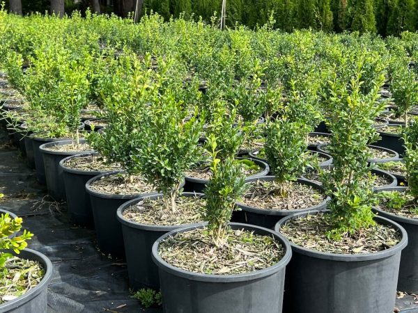 Premium Nursery Pot 10 Gallons Fraser Valley